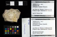 Foto (Objekt + Etiketten) von Cycloprosopon sp. 